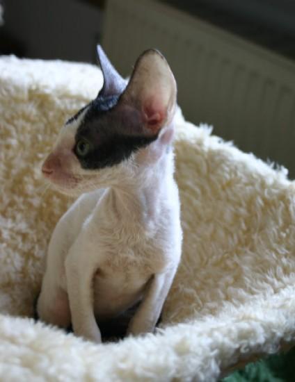 Photos: Cornish Rex (Cat) (pictures, images)