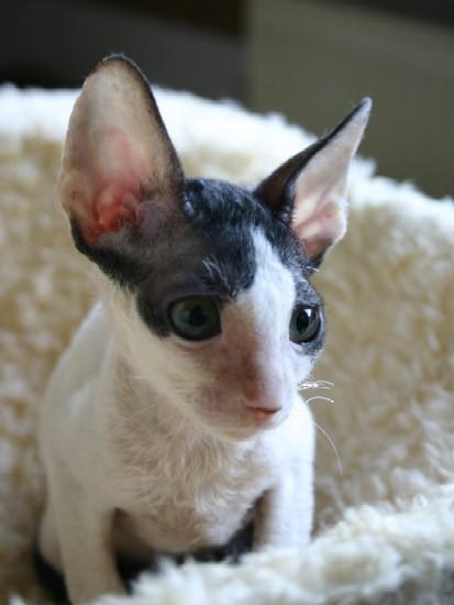 Photos: Cornish Rex (Cat) (pictures, images)