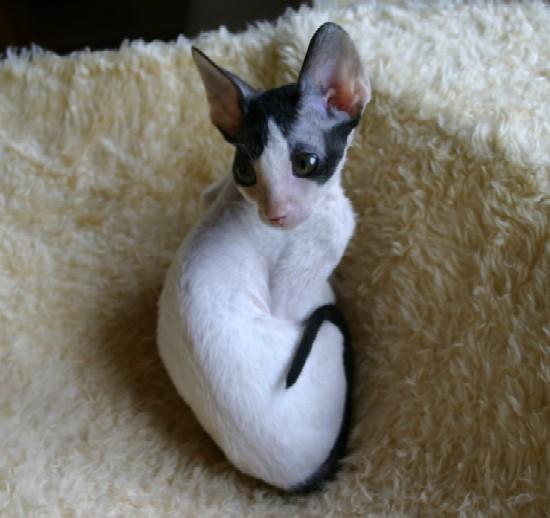 Cornish Rex Cat. Cornish Rex (Cat) (Korniš Rex)