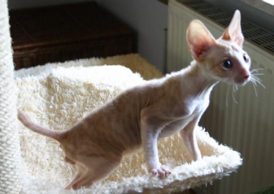 Photos: Cornish Rex (Cat) (pictures, images)