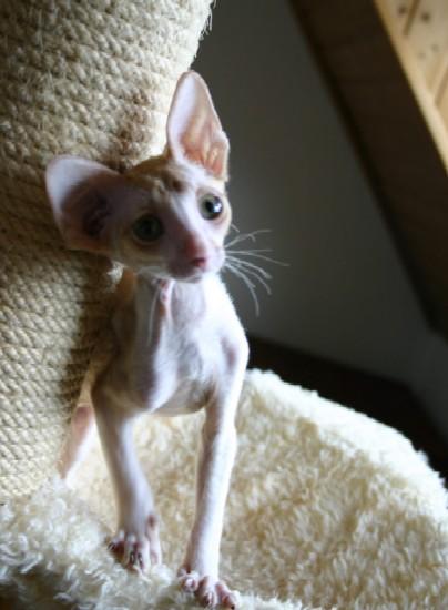 Photos: Cornish Rex (Cat) (pictures, images)