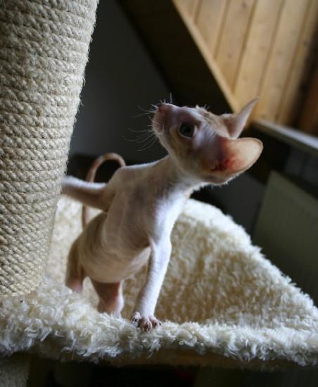 Photos: Cornish Rex (Cat) (pictures, images)