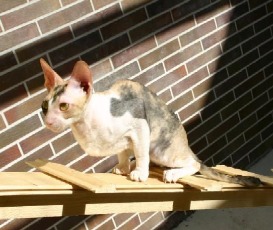 Photos: Cornish Rex (Cat) (pictures, images)