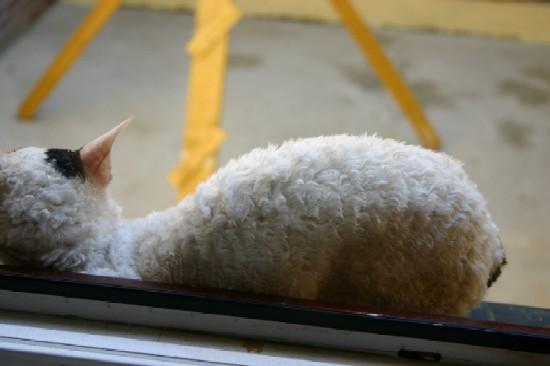 Photos: Cornish Rex (Cat) (pictures, images)