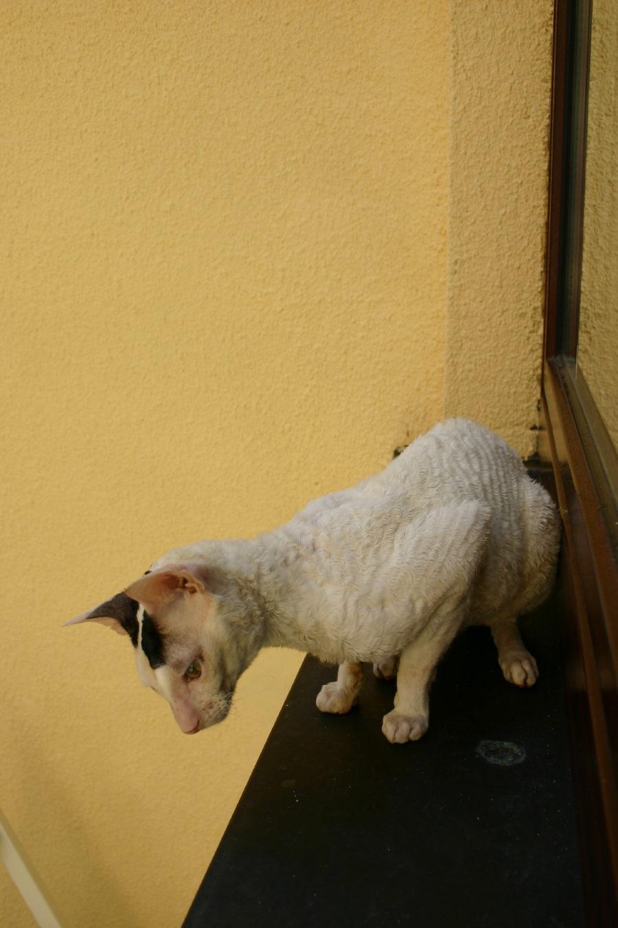 Photos: Cornish Rex (Cat) (pictures, images)