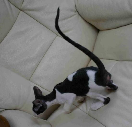 Photos: Cornish Rex (Cat) (pictures, images)