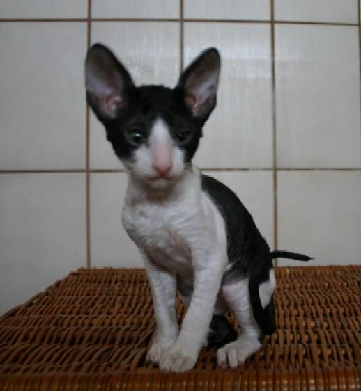 Photos: Cornish Rex (Cat) (pictures, images)