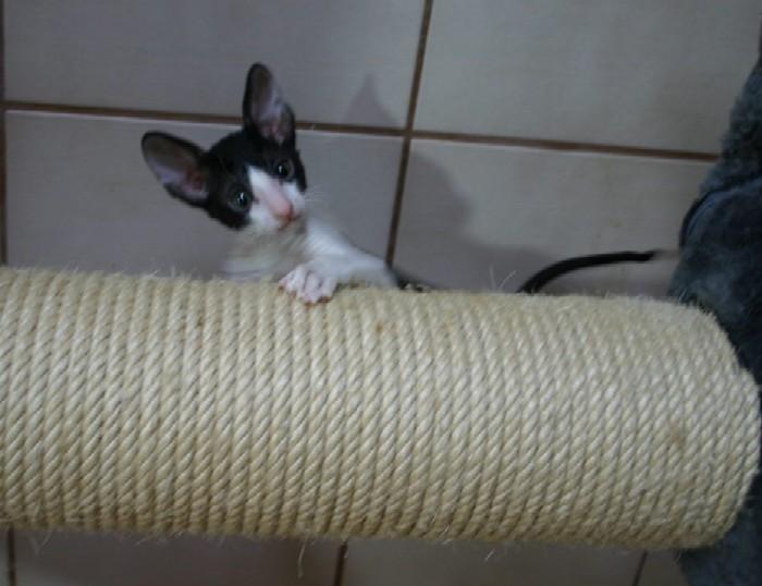Photos: Cornish Rex (Cat) (pictures, images)