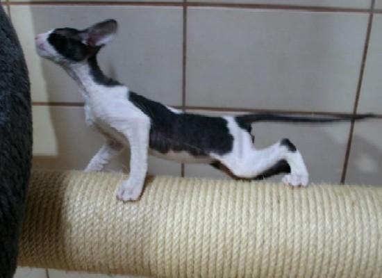 Photos: Cornish Rex (Cat) (pictures, images)