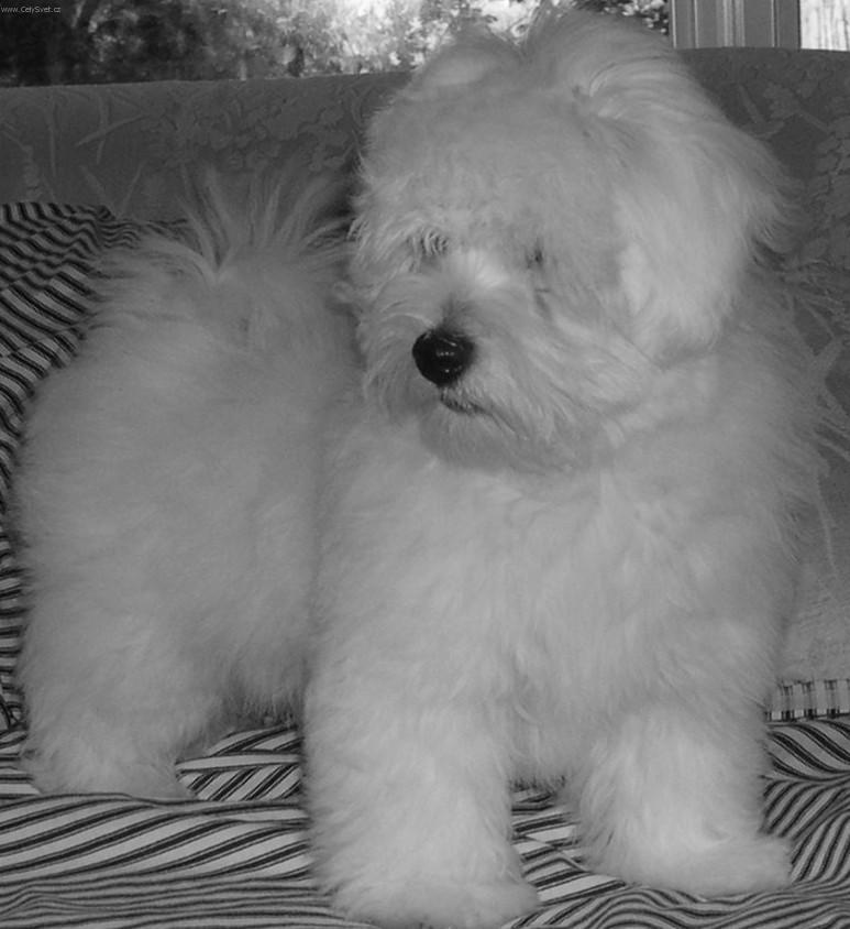 Photos: Coton de tulear (Dog standard) (pictures, images)
