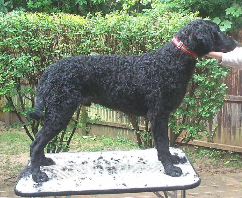 Photos: Curly coated retriever (Dog standard) (pictures, images)