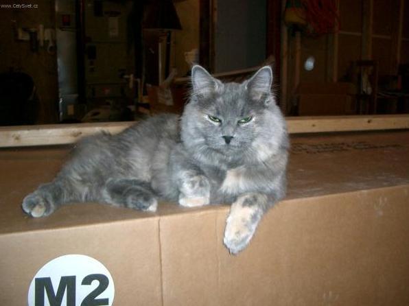 Photos: Cymric (Cat) (pictures, images)