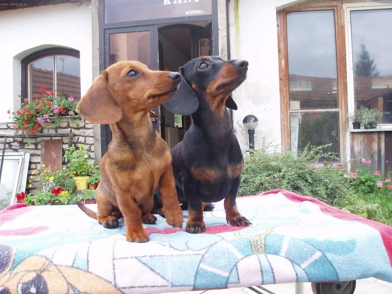 Photos: Dachshund (teckel) (Dog standard) (pictures, images)