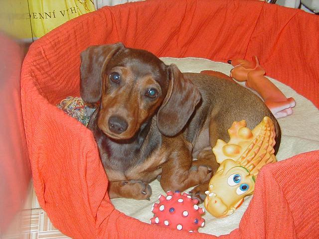 Photos: Dachshund (teckel) (Dog standard) (pictures, images)