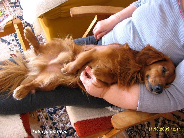 Photos: Dachshund (teckel) (Dog standard) (pictures, images)