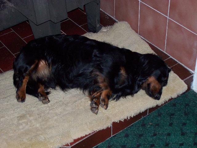 Photos: Dachshund (teckel) (Dog standard) (pictures, images)