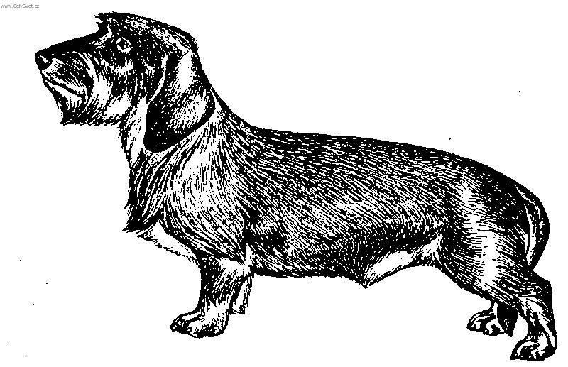 Photos: Dachshund (teckel) (Dog standard) (pictures, images)