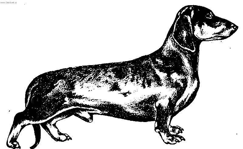 Photos: Dachshund (teckel) (Dog standard) (pictures, images)