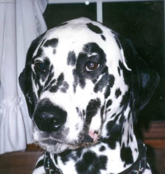 Photos: Dalmatian (Dog standard) (pictures, images)