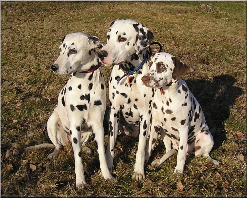 Photos: Dalmatian (Dog standard) (pictures, images)