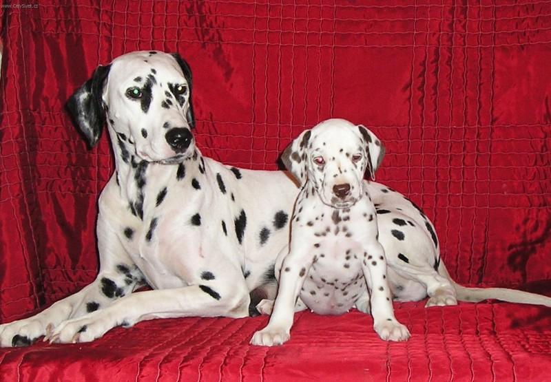 Photos: Dalmatian (Dog standard) (pictures, images)