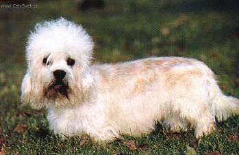 Photos: Dandie dinmont terrier (Dog standard) (pictures, images)