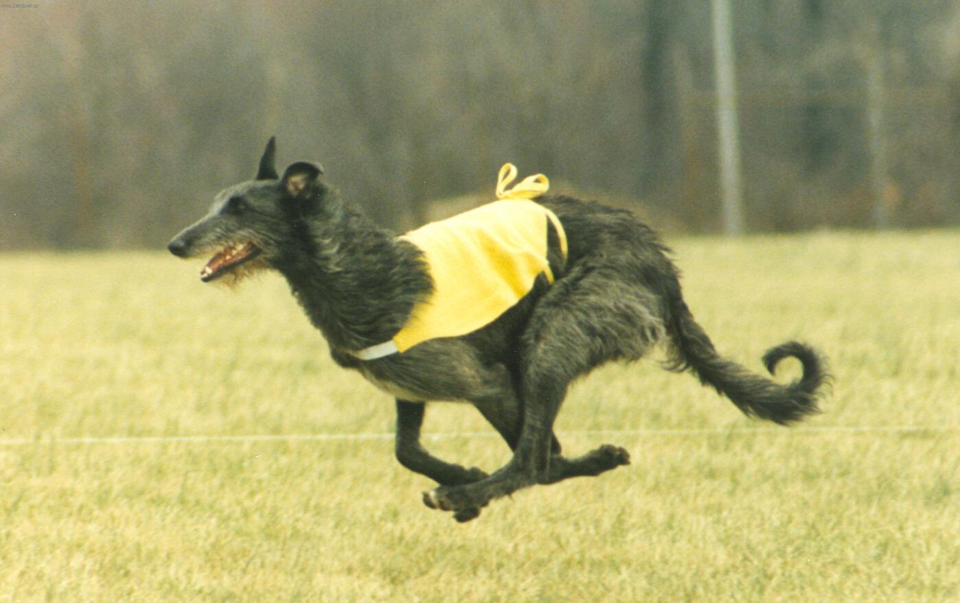Photos: Scottish deerhound (Dog standard) (pictures, images)