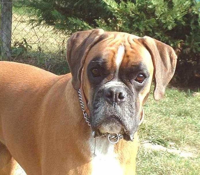 Photos: Deutscher boxer (Dog standard) (pictures, images)