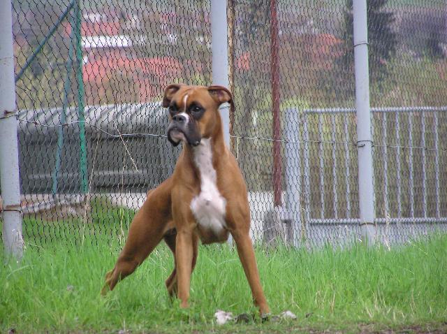 Photos: Deutscher boxer (Dog standard) (pictures, images)