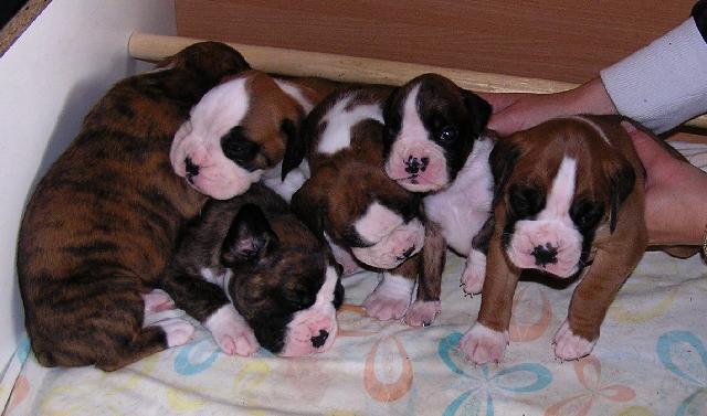 Photos: Deutscher boxer (Dog standard) (pictures, images)