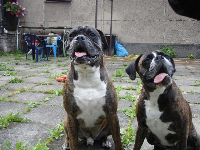 Photos: Deutscher boxer (Dog standard) (pictures, images)