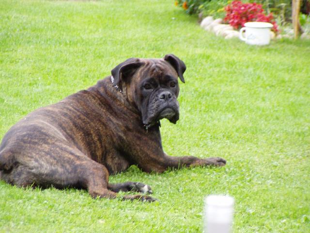 Photos: Deutscher boxer (Dog standard) (pictures, images)