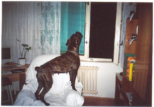 Photos: Deutscher boxer (Dog standard) (pictures, images)
