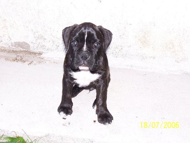 Photos: Deutscher boxer (Dog standard) (pictures, images)