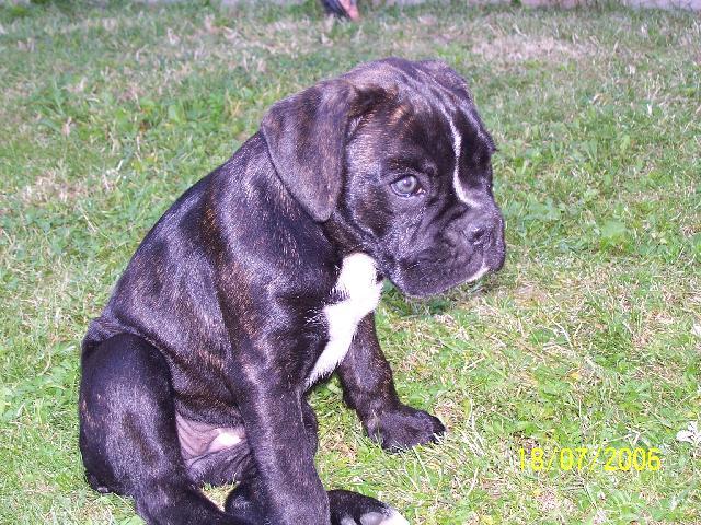Photos: Deutscher boxer (Dog standard) (pictures, images)