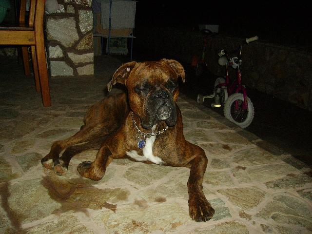 Photos: Deutscher boxer (Dog standard) (pictures, images)