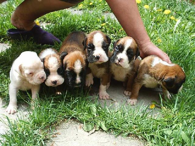 Photos: Deutscher boxer (Dog standard) (pictures, images)