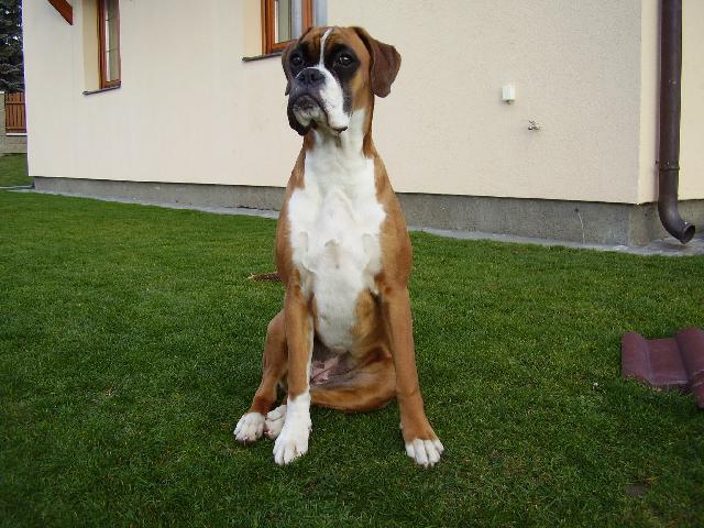 Photos: Deutscher boxer (Dog standard) (pictures, images)