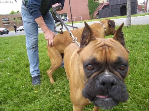 Photos: Deutscher boxer (Dog standard) (pictures, images)