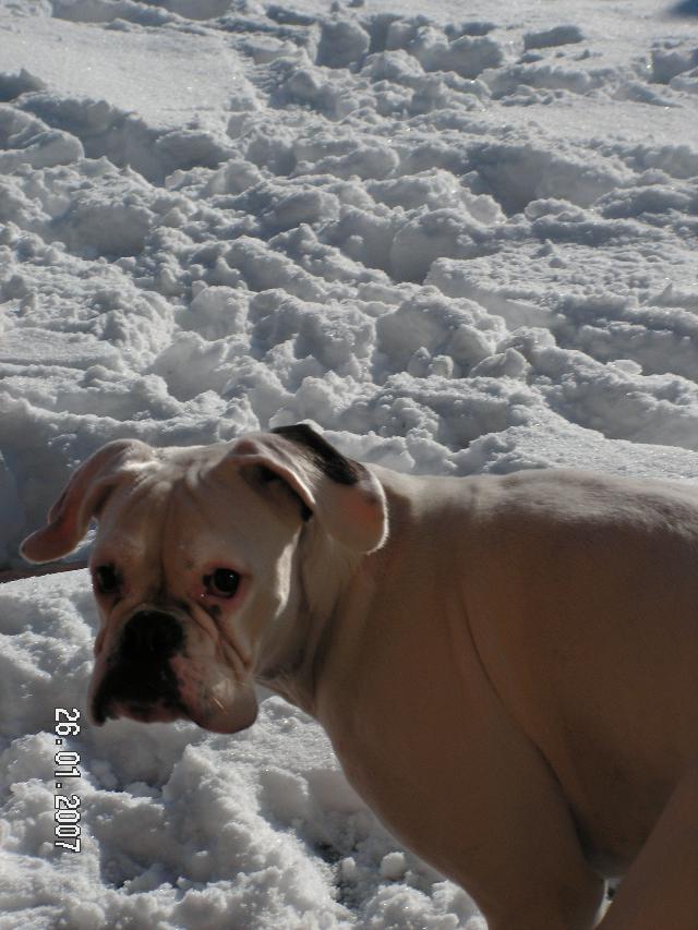 Photos: Deutscher boxer (Dog standard) (pictures, images)