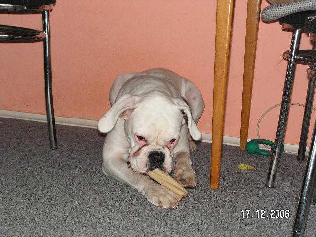 Photos: Deutscher boxer (Dog standard) (pictures, images)