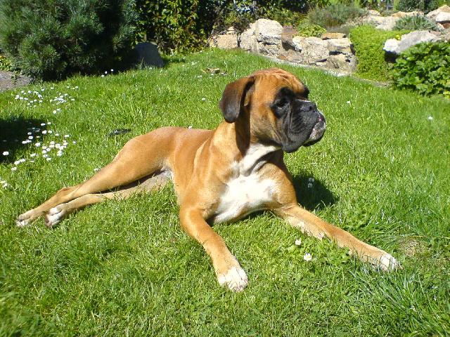 Photos: Deutscher boxer (Dog standard) (pictures, images)