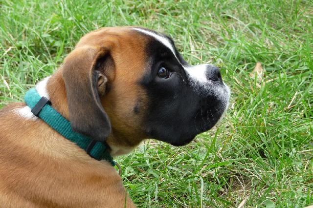 Photos: Deutscher boxer (Dog standard) (pictures, images)