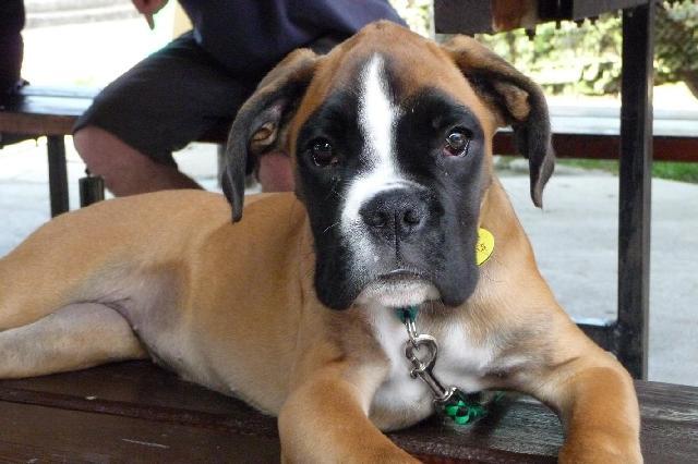 Photos: Deutscher boxer (Dog standard) (pictures, images)