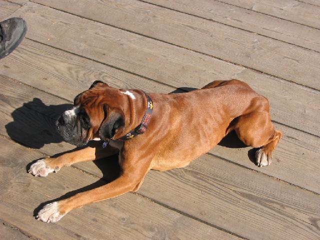 Photos: Deutscher boxer (Dog standard) (pictures, images)