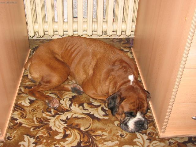 Photos: Deutscher boxer (Dog standard) (pictures, images)