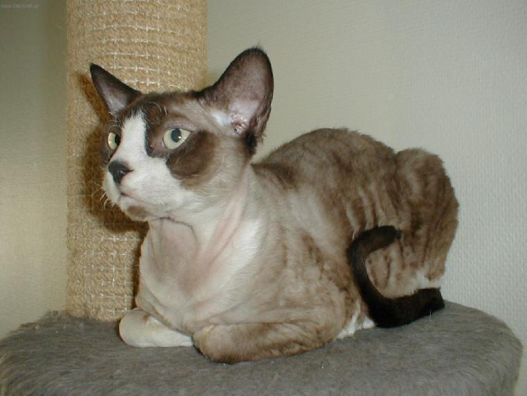Photos: Devon Rex (Cat) (pictures, images)