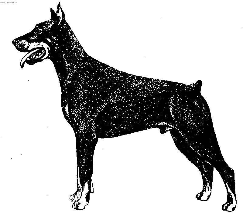 Photos: Dobermann (Dog standard) (pictures, images)