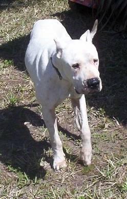Photos: Dogo Argentino (Dog standard) (pictures, images)