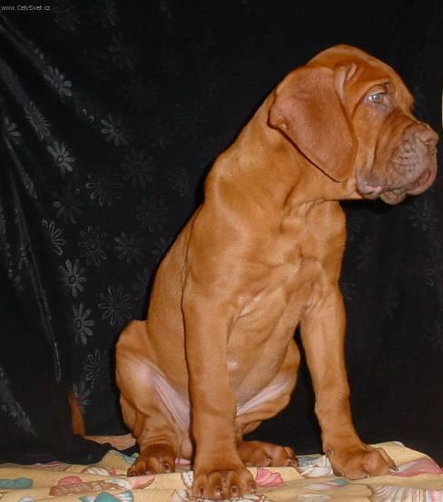 Photos: Dogue de Bordeaux (Dog standard) (pictures, images)